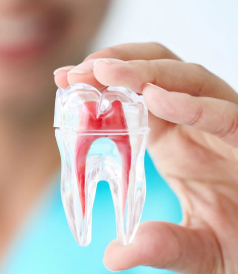 Closed-up of a plastic cover human-tooth being held by a eDental Perth dentist which can perform root canal therapy.